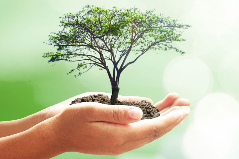 Ecological Drive dona fondos para plantar árboles en Madrid y Sevilla